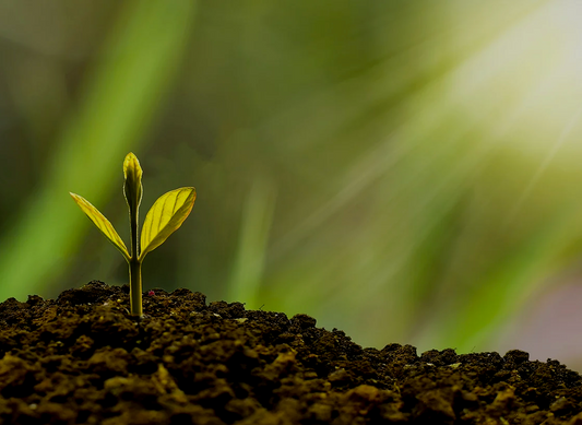 Finanical Healing Consultation